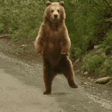 bear animated gif.